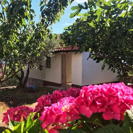 Nina אומיסאליי